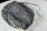 Bargain, Cornuproetus Trilobite Fossil - Morocco #106033-4